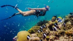 Svøm med strømmen: Et dypdykk i Tenerifes snorkleområder
