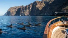 Hval- og delfinsafari på Tenerife: Beste båtturer og hvordan du kommer deg dit med bil (2026)