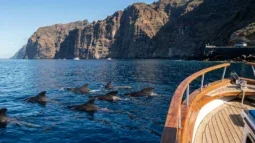 Hval- og delfinsafari på Tenerife: Beste båtturer og hvordan du kommer deg dit med bil (2026)